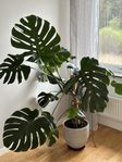 Jätte stor och frisk monstera 