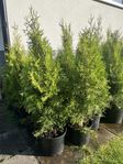 Thuja Smaragd 