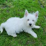 West highland terrier Westie valp 