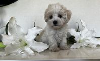 Maltipoo hane