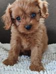 Cavapoo