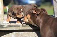 Old English Bulldog valpar 2 hannar kvar