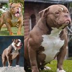 Old English Bulldog valp sista hannen kvar 