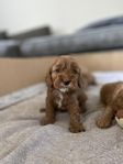 Underbara Cavapoo F1B