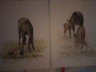 Hästbilder Tryck av Stig Blanck