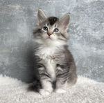 Maine Coon Silver Kattungar m. Stamtavla 