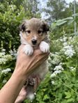 Shetland sheepdog valp