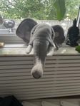 Brigby’s elefant 