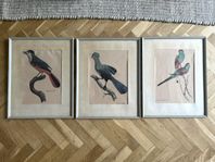 Fågeltavlor, äldre illustrationer av fåglar, tavla