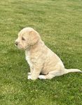 labradoodle