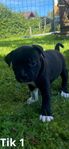 Staffordshire Bullterrier Valpar