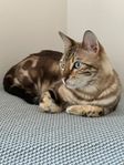 Kastrerad Bengal, hane, 2,5 år med stamtavla