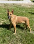 Malinoismix