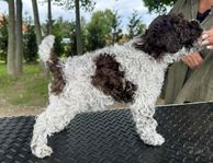 Lagotto romagnolo 