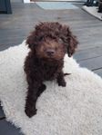 Lagotto tik 12 veckor SKK