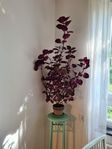 Palettblad China Rose planta eller sticklingar