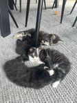 4 ljuvliga, långhåriga kattungar