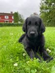 Flatcoated retriver valpar