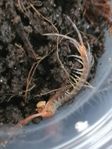 Rhysida Longipes - Centipedes + Others