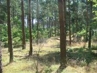 ÖLAND 4 ha / 40.000 m2 lummig skog söder om Borgholm