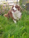 Miniature American Shepherd 