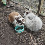 Kaniner och tillbehör 