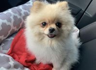 Renrasig Pomeranian med stamtavla 