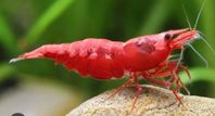 Körsbärsräka, Red Claw Shrimp o Neon tetror