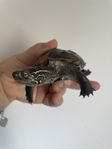 Sköldpadda / Vattensköldpadda 