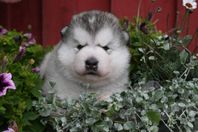 Mycket fina Alaskan Malamute valpar!