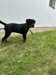 Rottweiler  tik 16 veckor EJ SKK