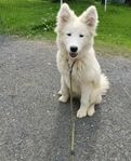 Samojed