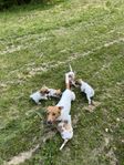 Skk reg Jack russell terrier valp med bibehållen avelsrätt