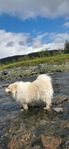 Finsk Lapphund hane tillgänglig för parning