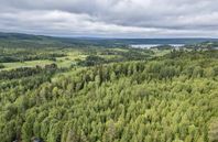 Produktiv skog med jakträtt i Jämtland