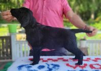 Flatcoated retriever valpar