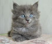 Norsk Skogkatt/Ragdoll/Maine coon