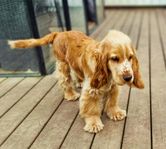 Cocker spaniel valpen Dan