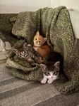 kattungar söker sitt första hem 