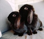 Kaniner, dvärgvädur 