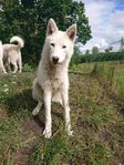 Samojed / Siberian husky tik och hane 8 månader