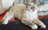 underbar Ragdoll/ chinchilla perser hona.