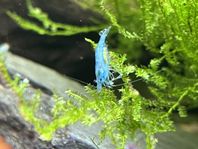 Jelly Blue akvarieräkor till sötvattensakvarium