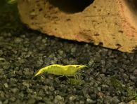 Yellow Stripe akvarieräkor till sötvattensakvarium