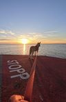 Husky&Malamute