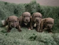 Staffordshire bullterrier valpar