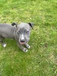 American Bully 