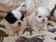 Japanese chin valpar 