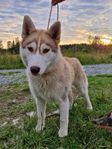 Siberian husky valpar (SKK)