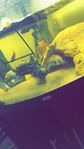 sköldpaddor+akvarium+tillbehör+dyr pump